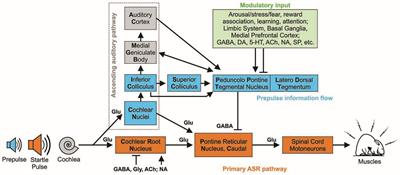 GABAB Receptor Agonist R-Baclofen Reverses Altered Auditory Reactivity and Filtering in the Cntnap2 Knock-Out Rat